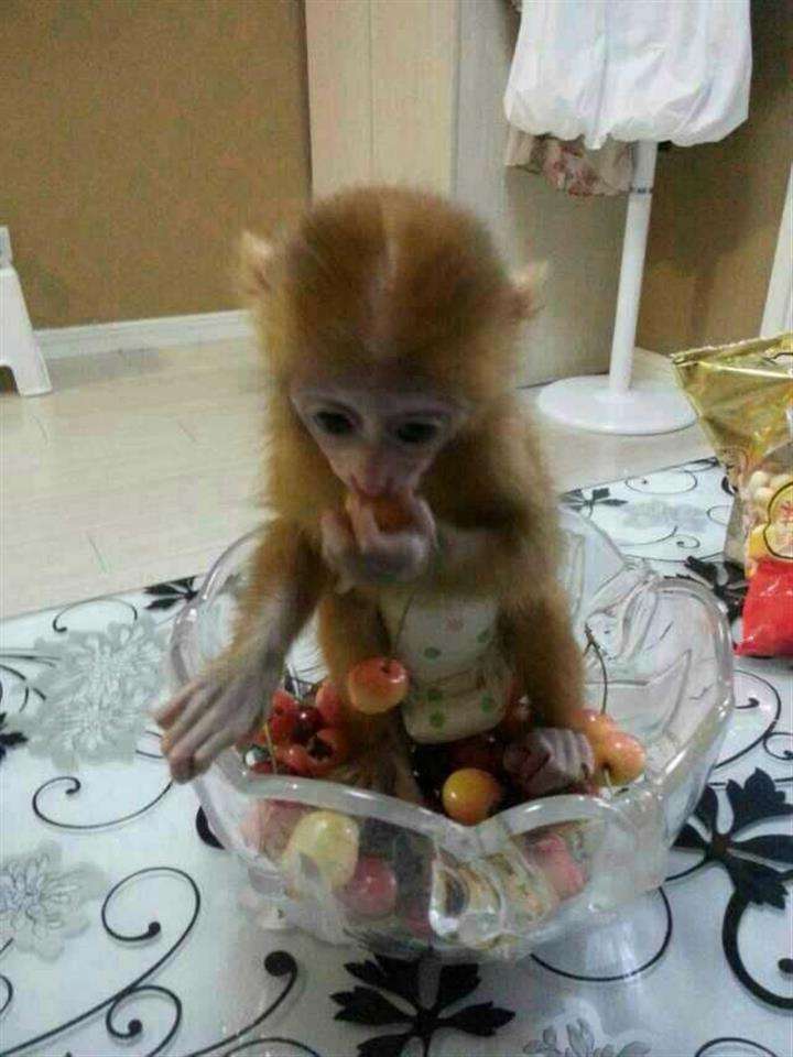 加拿大工卡作假